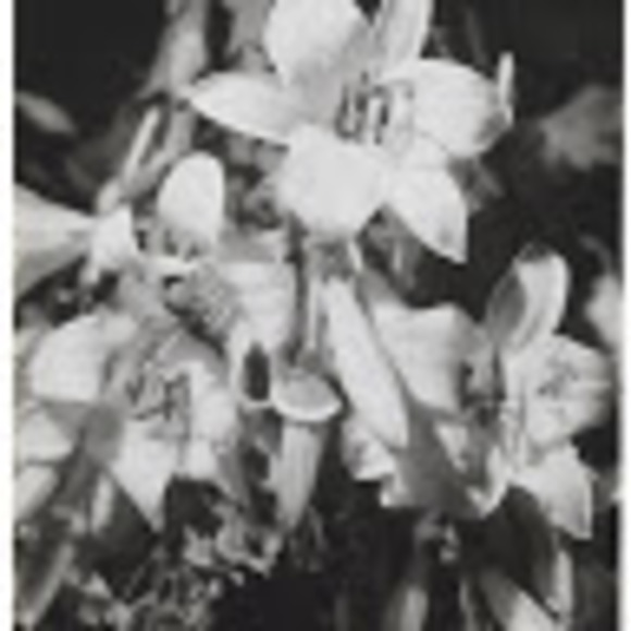 Meet your Posher, Zena - Picture 1 of 1